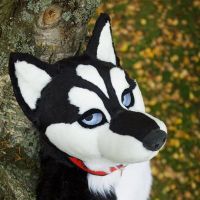 Avatar of Finnowolf